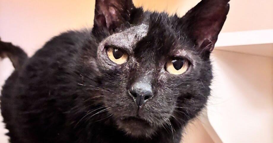 Dayton family reunited with missing cat after 6-year separation