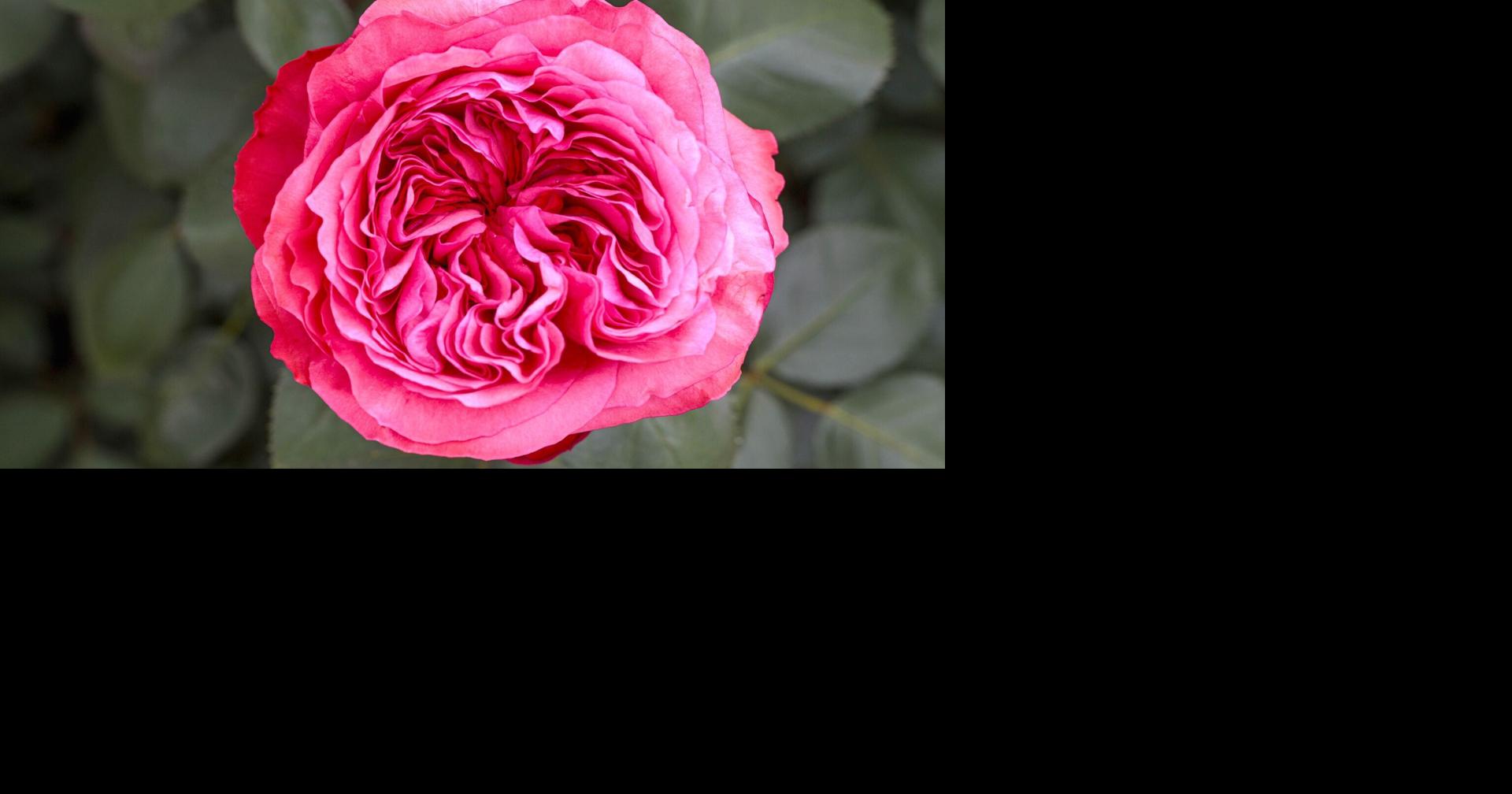 Mother’s Day weekend forecast: Rain tonight, improving by Sunday
