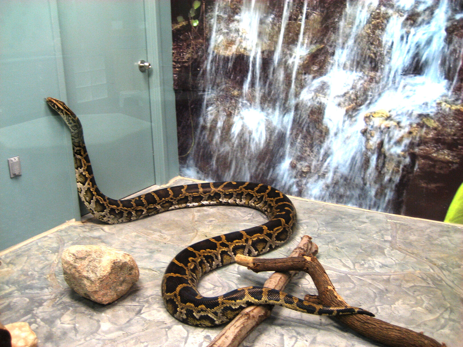 Boonshoft Museum of Discovery's Burmese python dies | Local ...