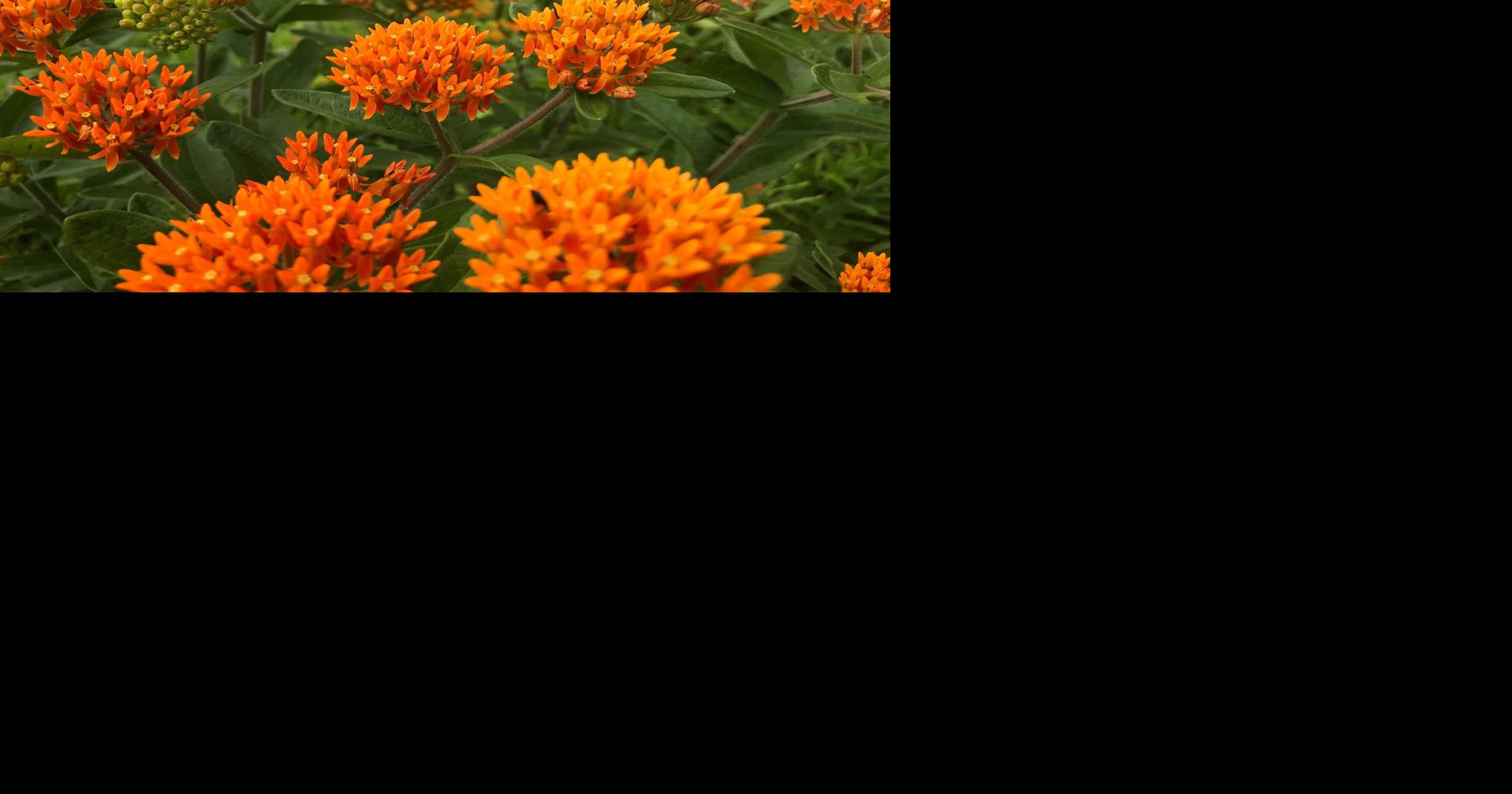April was recently designated as National Native Plant Month ...