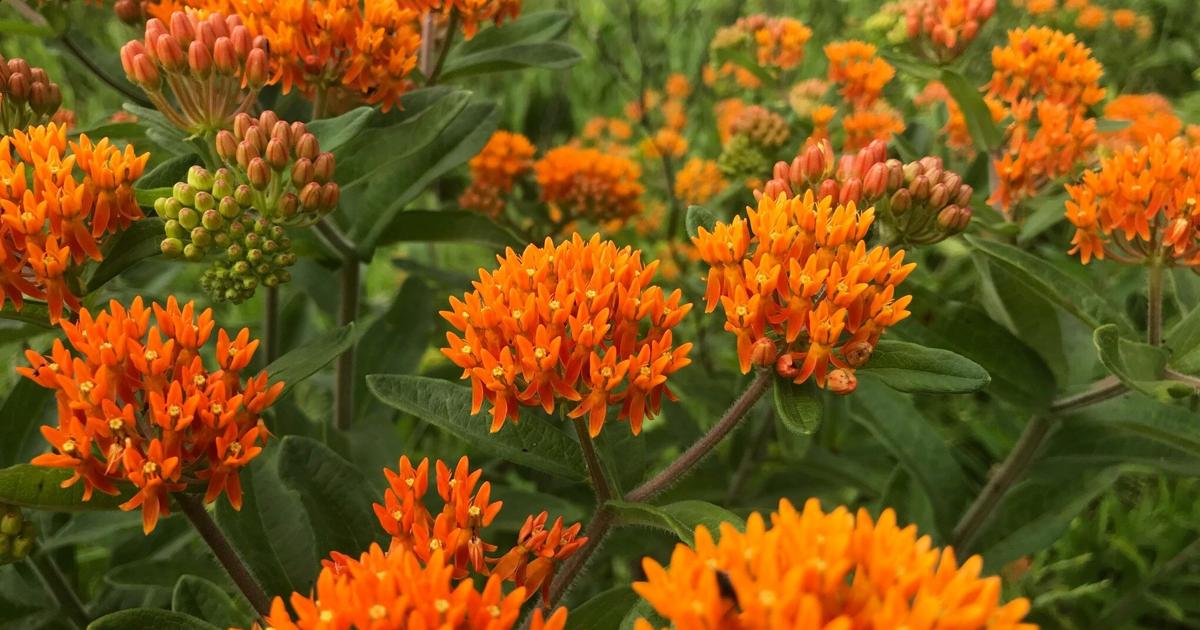 April Native April was recently designated as National Native Plant Month ...