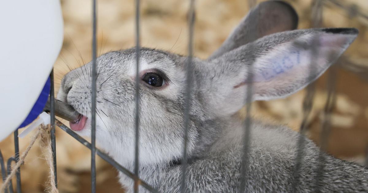 Montgomery County Fair continues in hot weather
