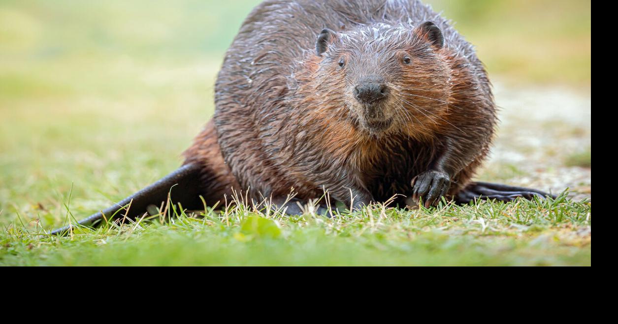 Average Guy Outdoors: Beavers making the world a wetter place