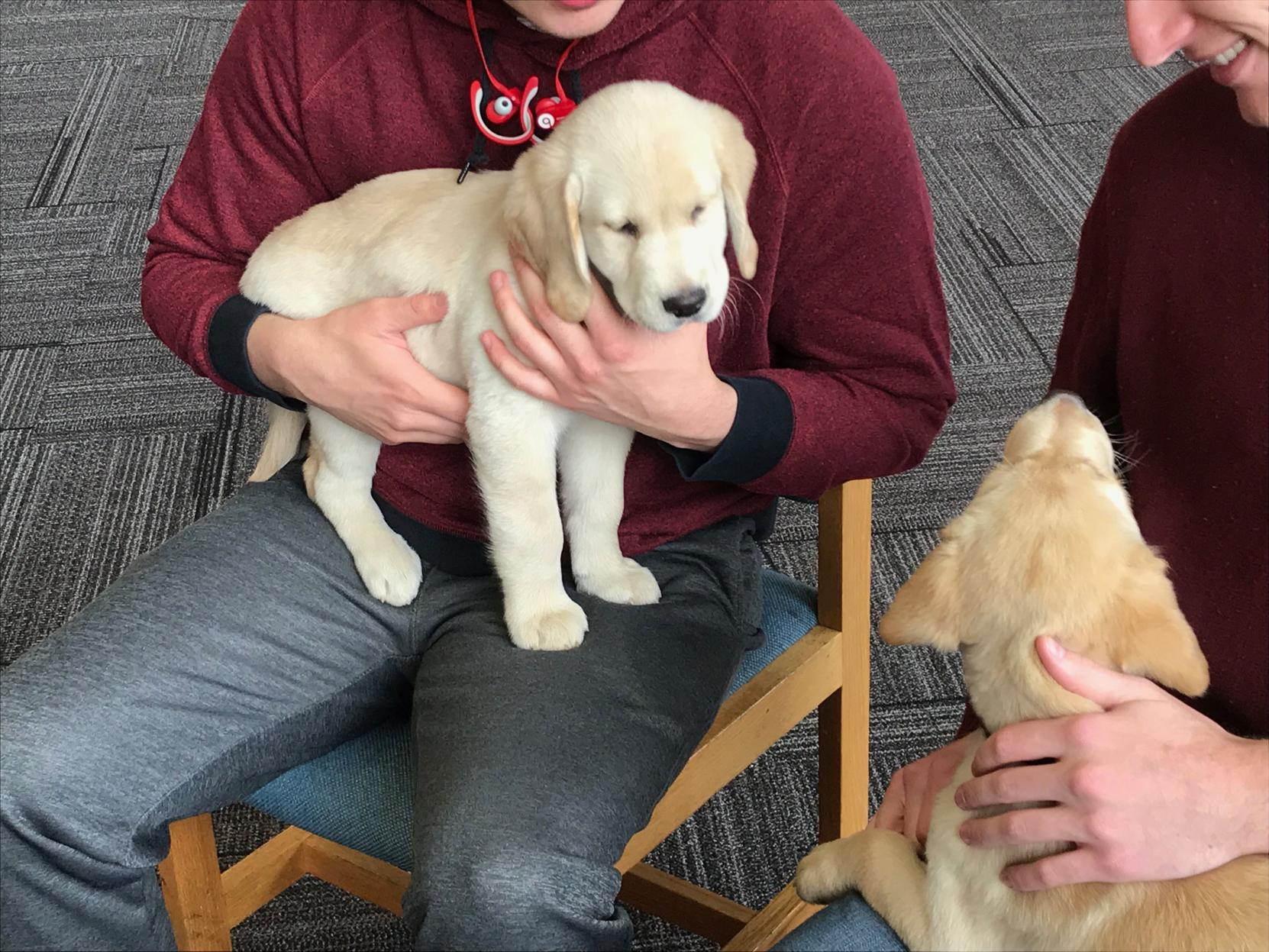 Dogs, puppies help student cope with finals stress | Local ...