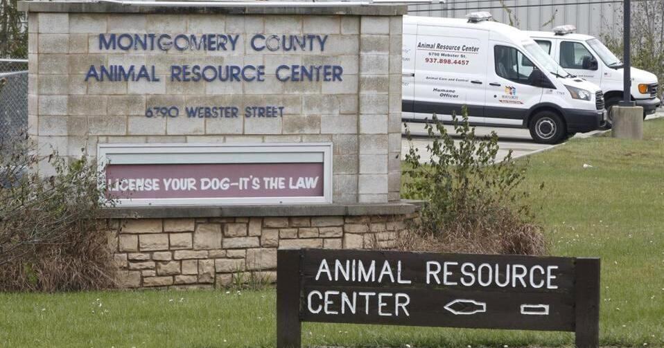 ‘The community is frustrated’: Local animal welfare advocates call for action on stray dog problem