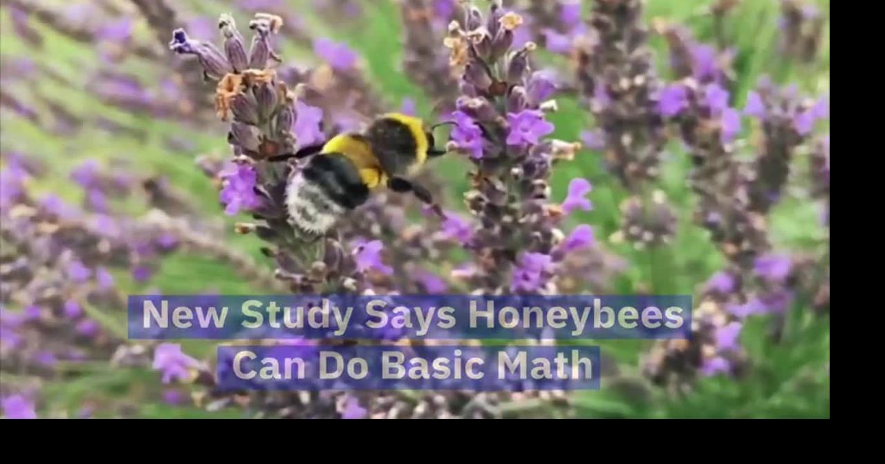 Bees might be better at math than you are | Local | daytondailynews.com