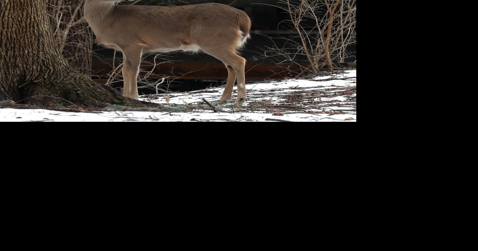 ODNR said deer from 6 counties detected with CWD | Local ...