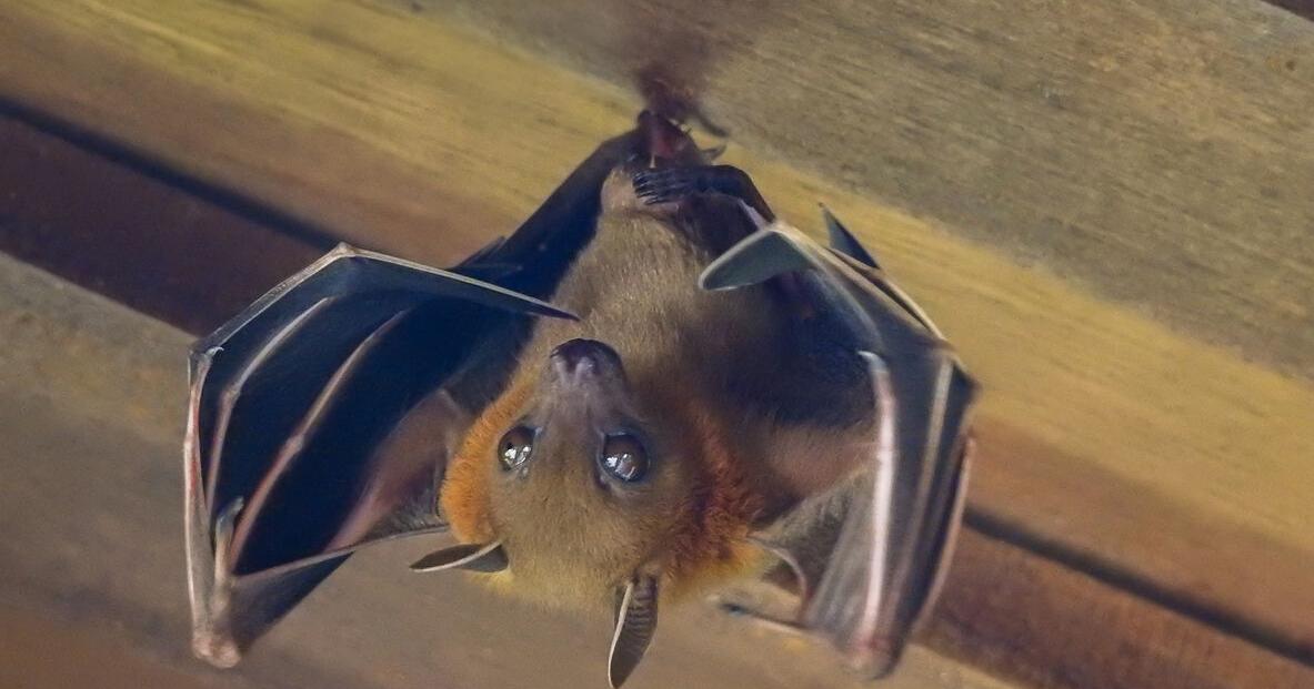 ‘Rabies is present in the region’: New positive bat rabies test is second in Hamilton and fourth in southwest Ohio