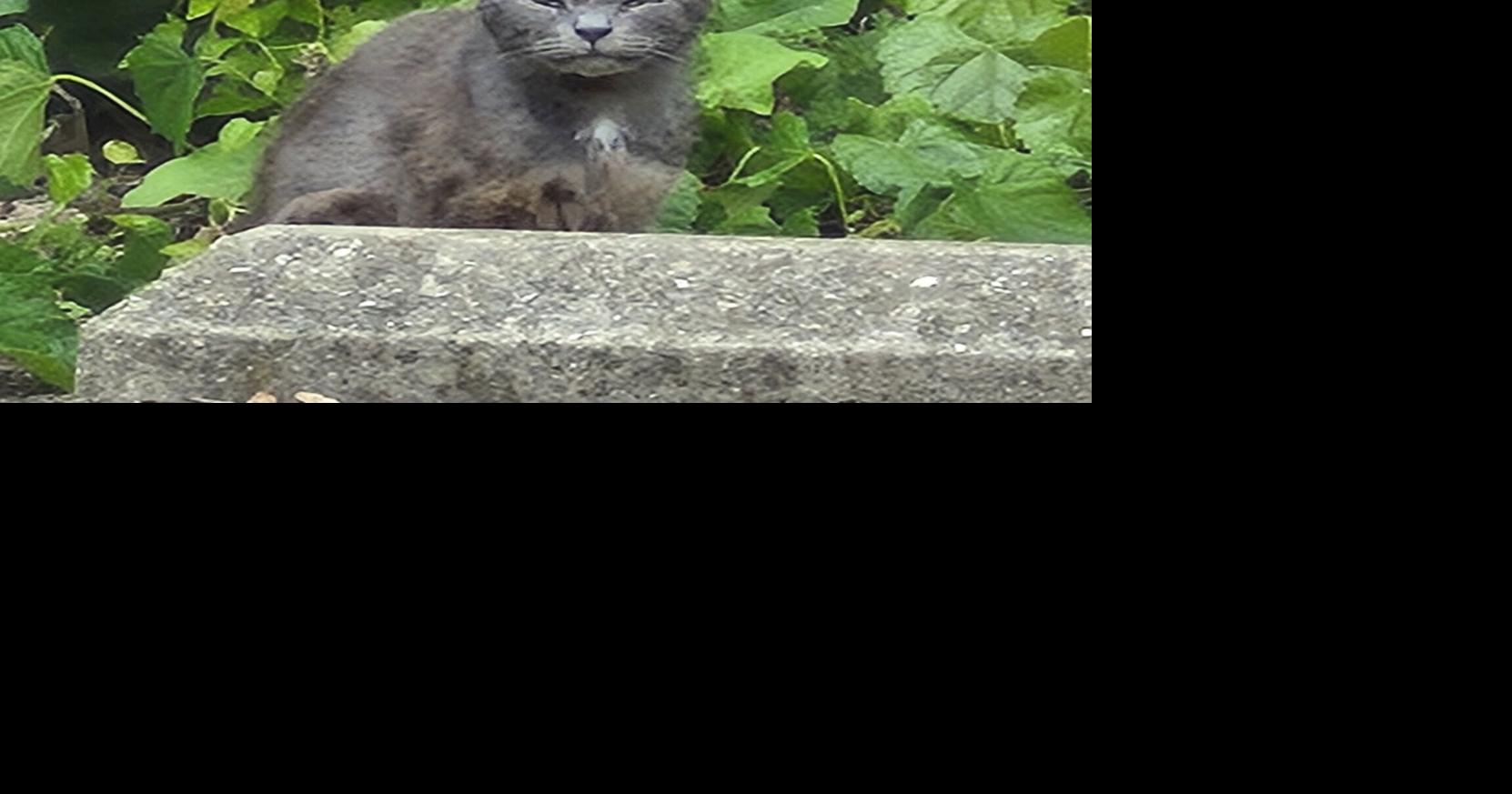 Franklin, Humane Association trying to clean up the cat population