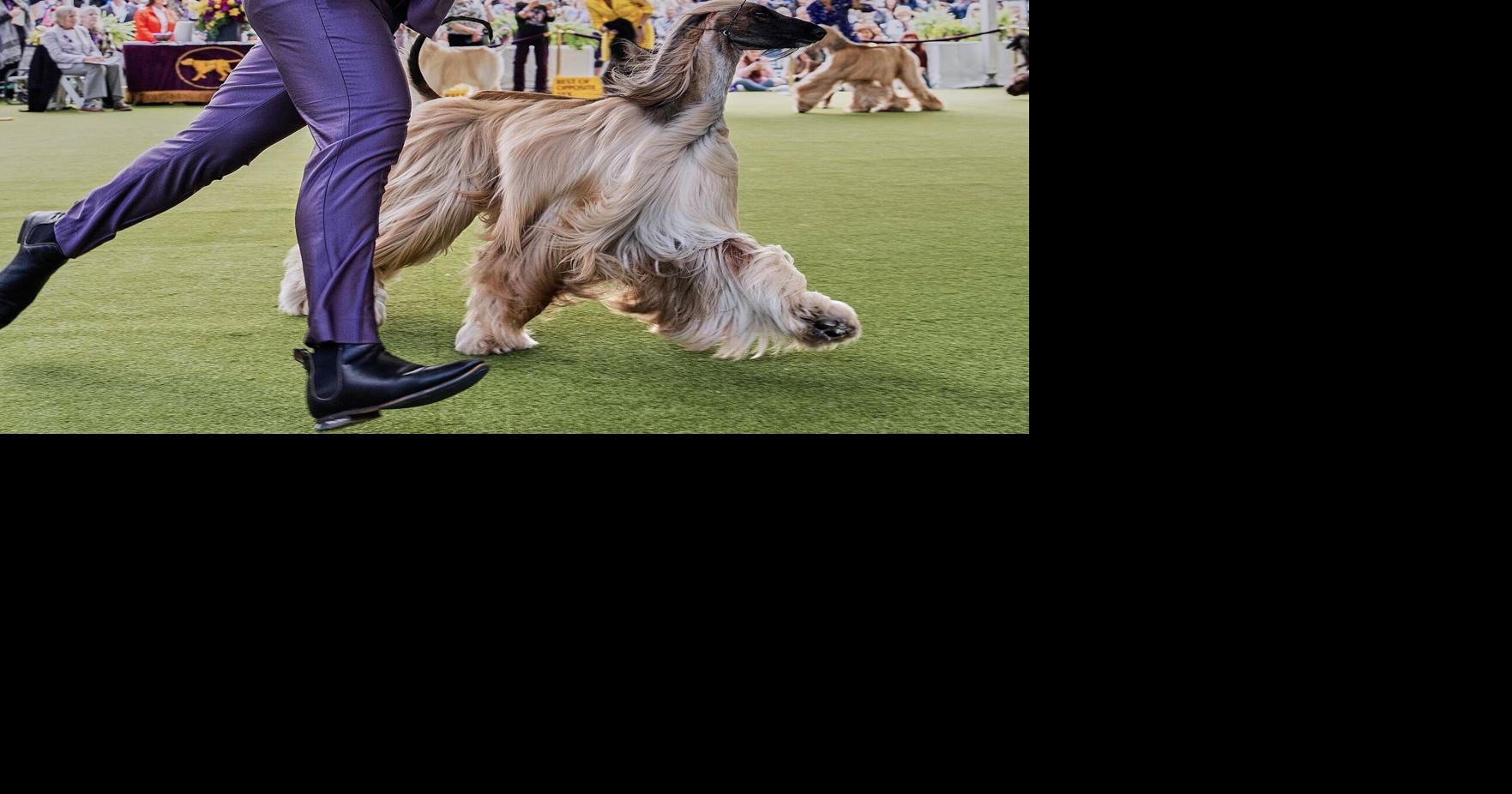 Dog Show 101: What to know about the 150th Westminster show ...