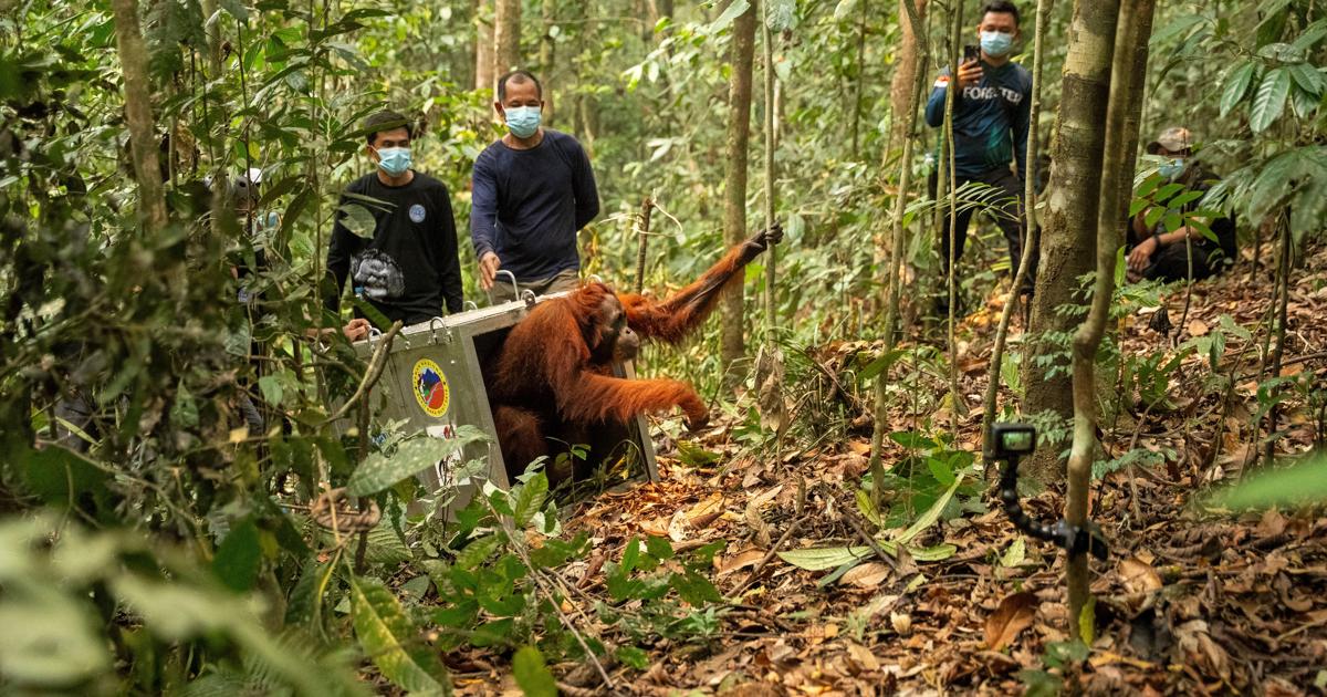 Photo : Dayton Daily News Indonesia Wildfires Orangutans