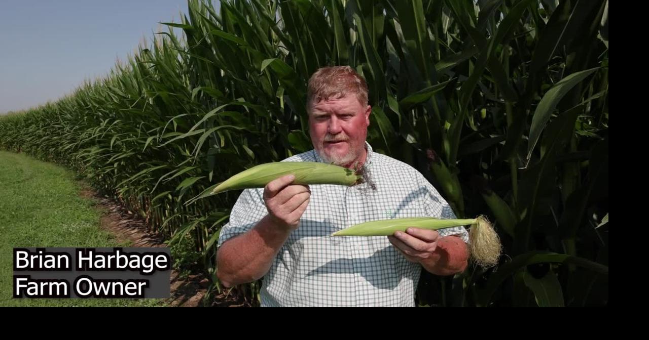 Farmers work to rebound from last year’s drought as ‘relentless’ rains ...
