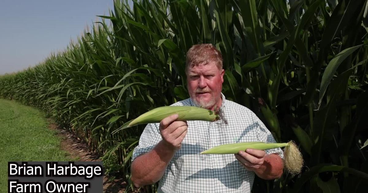 Harbage Farmers work to rebound from last year’s drought as ‘relentless’ rains ...