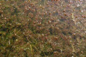 DNR seeks to kill invasive plants near West Okoboji Lake