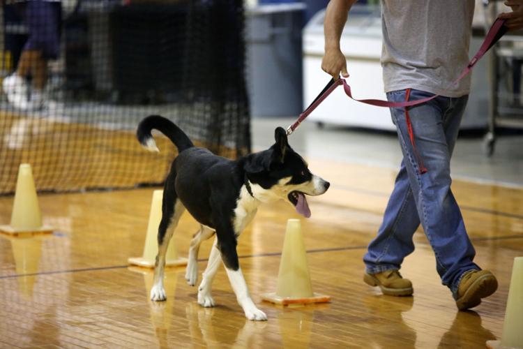062224-cbn-news-dog-p5.jpg