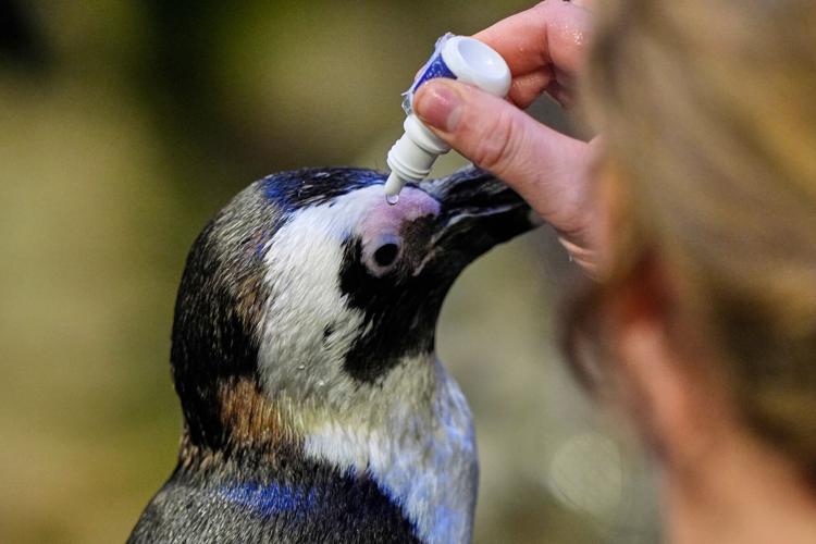 Penguins-Geriatric-Island