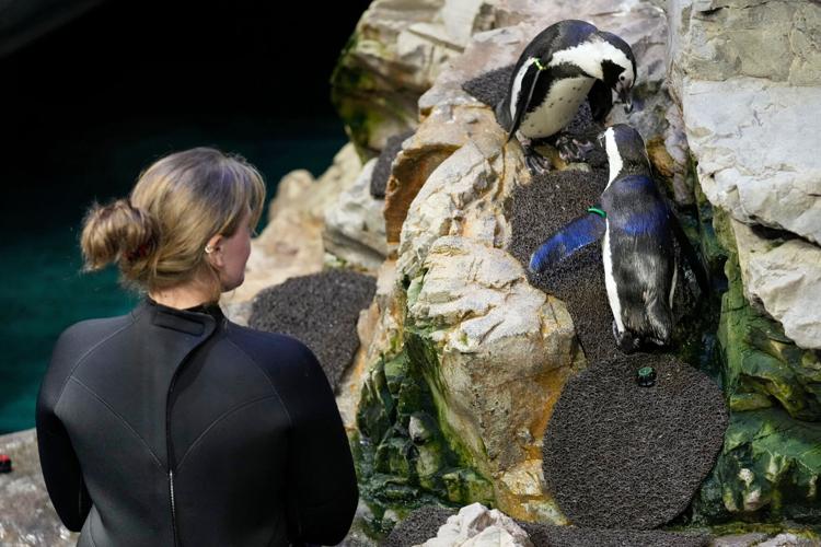 Penguins-Geriatric-Island