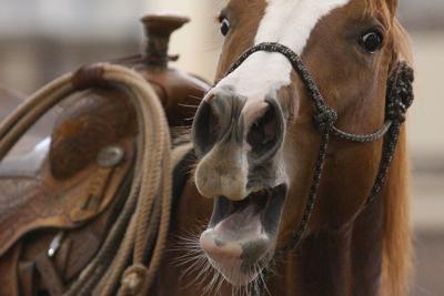 Horse Whinny