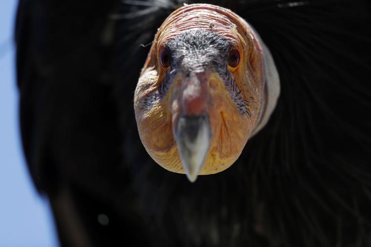 Return of the Condor