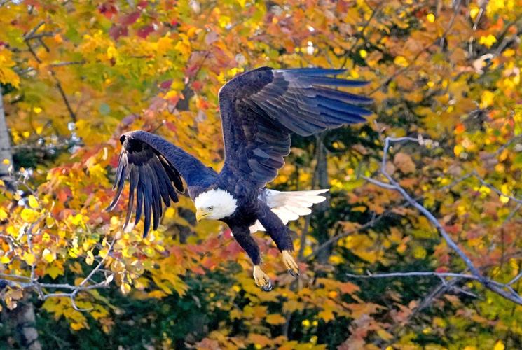 A bald eagle takes flight from a tree covered with fall leaves changing colors along U.S. Highway 51 south of Minocqua in October 2024.