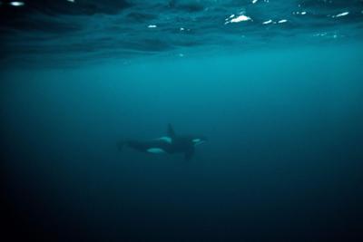 This pictures taken on Jan. 27, 2023, shows orcas in the Arctic ocean in the Spildra Island northern Arctic Circle.