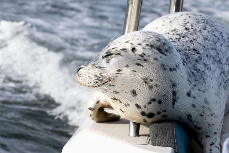 Seal Escapes Orca Hunt