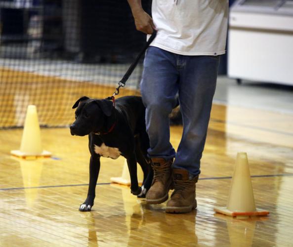 062224-cbn-news-dog-p4.jpg