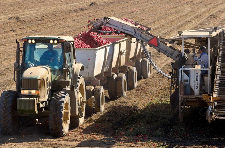 Farm workers harvest tomatoes near Davis