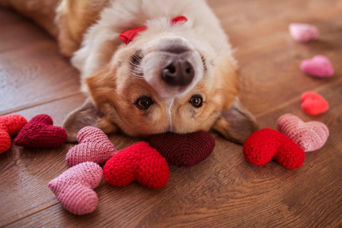 Roses for Rover? How pet parents plan to celebrate Valentine’s Day with their pups (image)