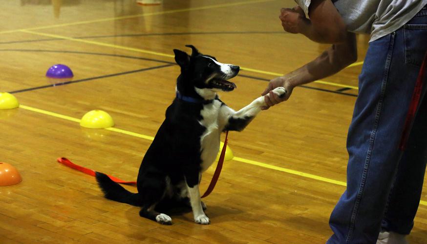 062224-cbn-news-dog-p1.jpg