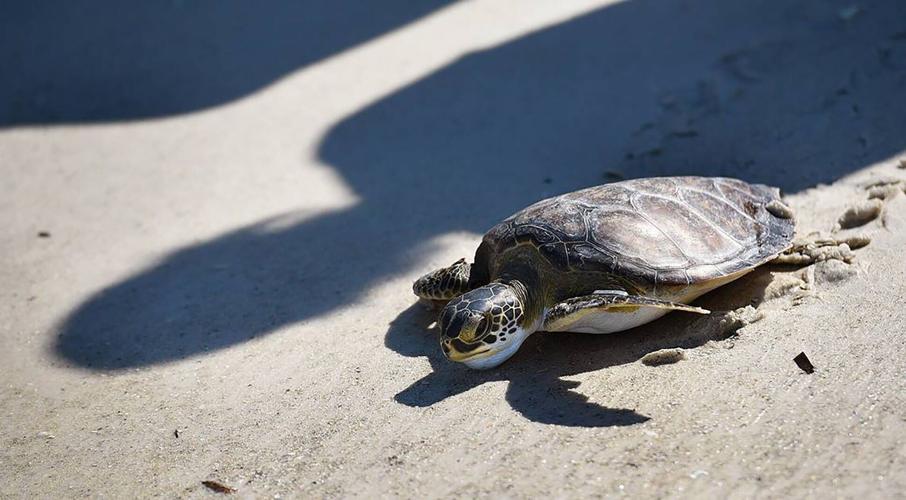US-NEWS-ENV-FLA-SEATURTLES-BR