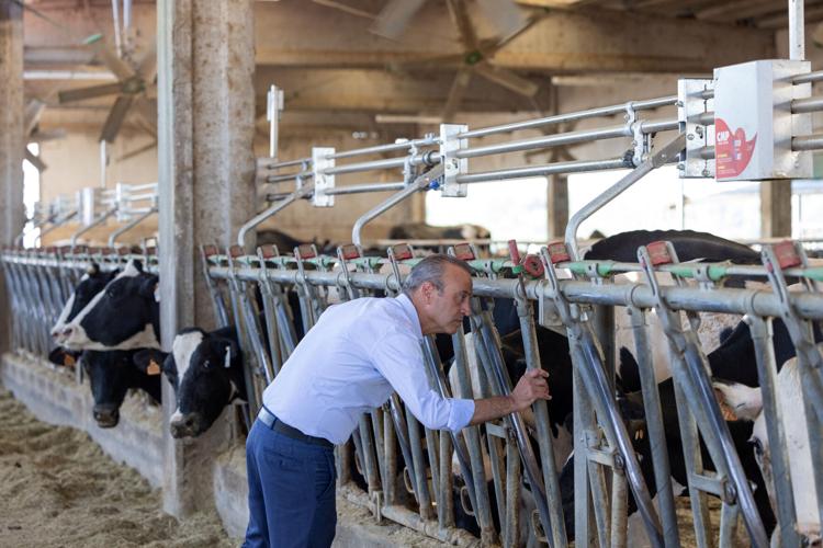 Extreme heat threatens Italy's Parmesan heartland
