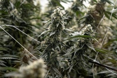 Denver during the annual but informal cannabis holiday, 4/20 (four-twenty)