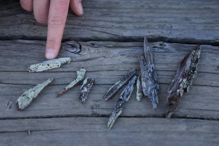 Climate Fungi Conservation