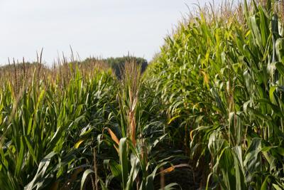 Short Corn