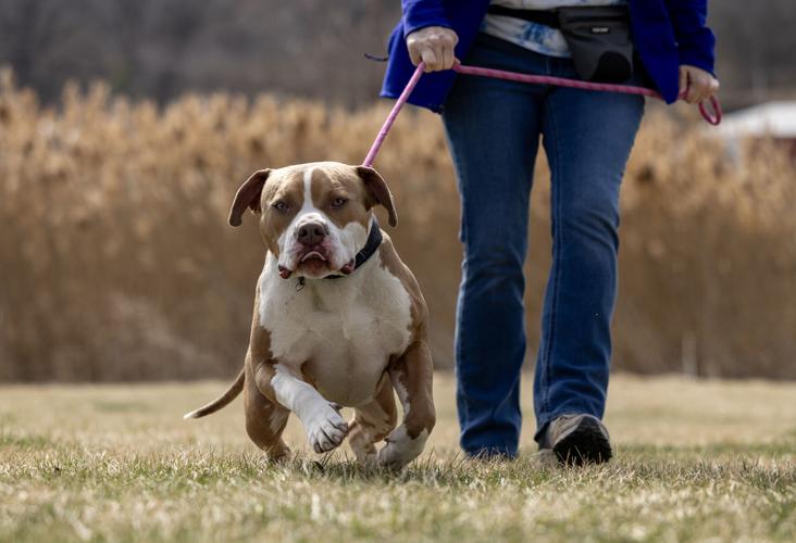 031426-cbn-news-breed-ban-p3