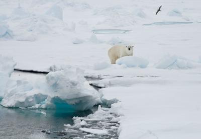 Norway Polar Bear