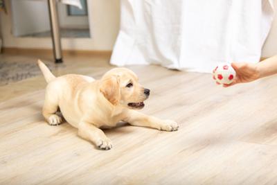 Dog playing with ball