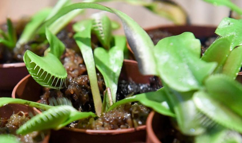 The carnivorous Venus flytrap is native to only the Carolinas. Photo taken on Wednesday, May 6, 2026, at Plant Stella in Greenville, South Carolina.