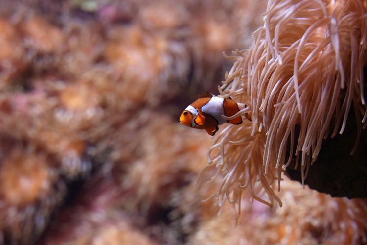 Invasive species thrive as Mediterranean waters heat up