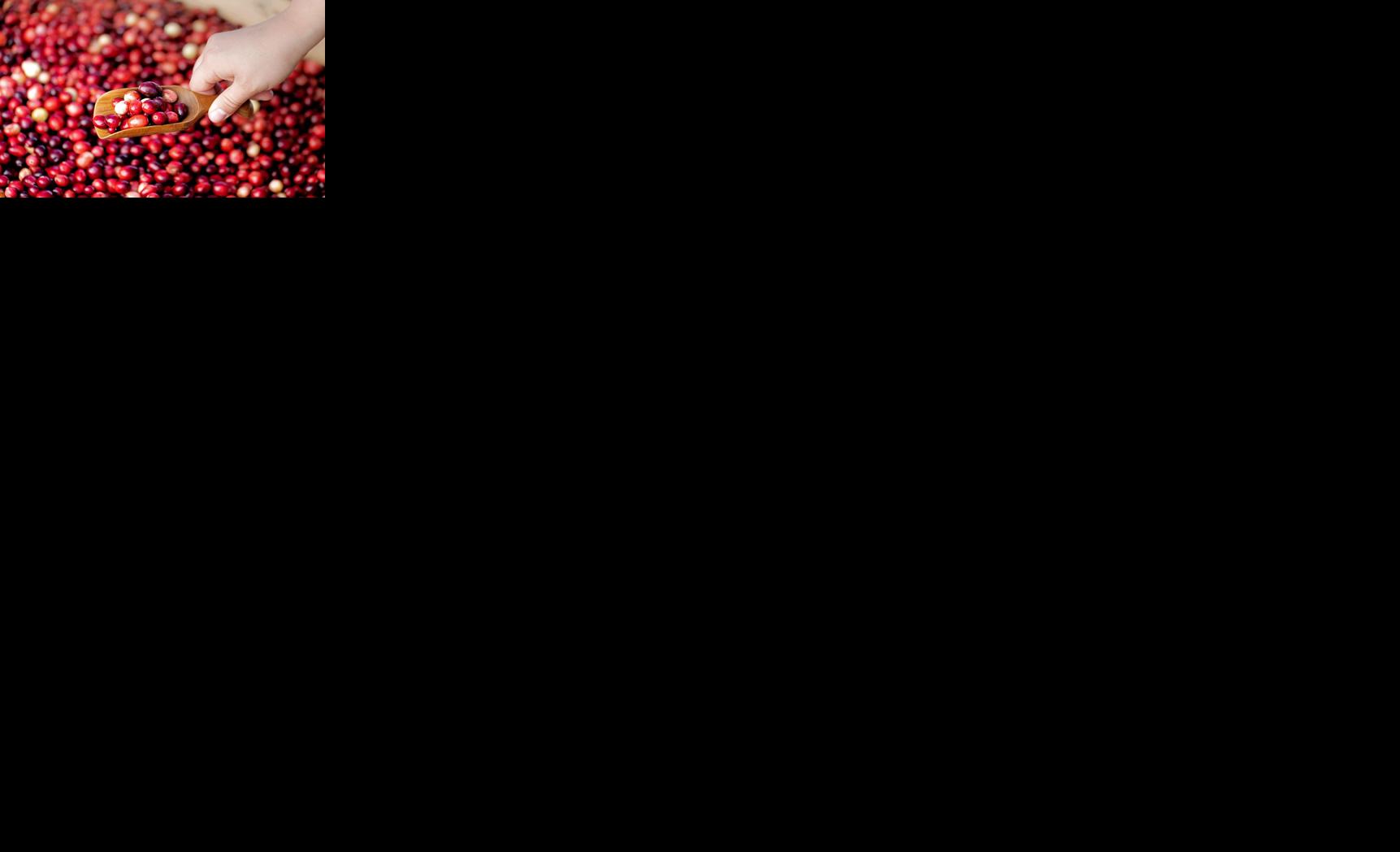 Issue No. 38: Cranberries in Wisconsin