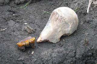 Saunders enjoys hunting for fossils 
