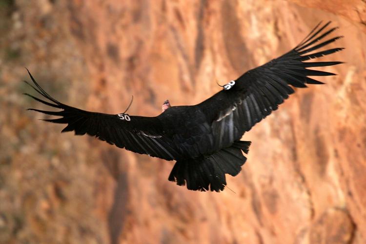 US-NEWS-ENV-CALIF-CONDORS-GET