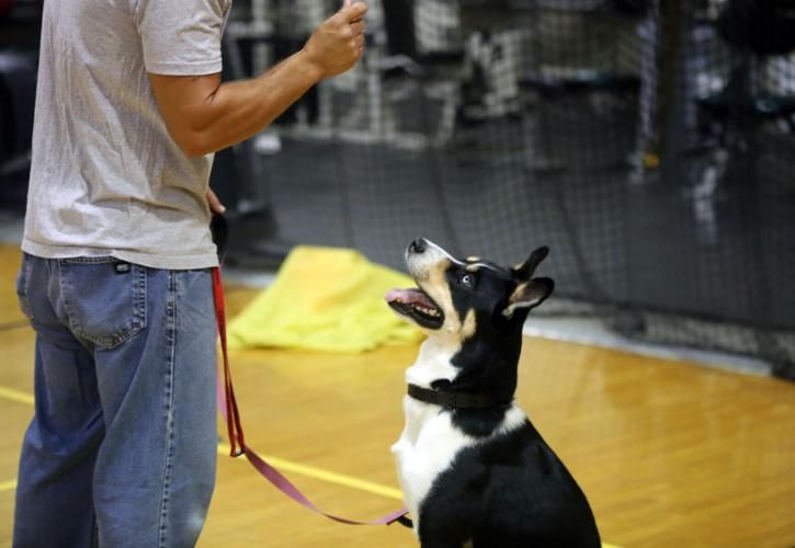 062224-cbn-news-dog-p3.jpg