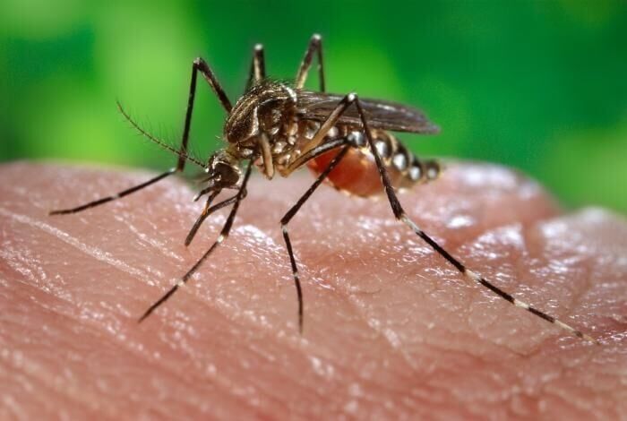 First 2026 case of West Nile virus reported in Iowa