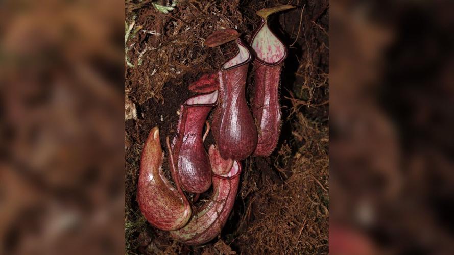 Carnivorous underground plant