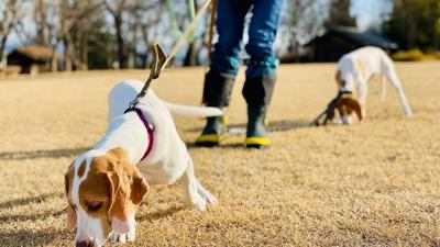 20 side hustle ideas to make extra money during the holidays and in 2026