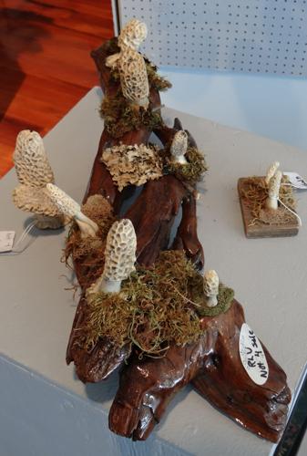 Randy Utterback's Morels DSC02811.JPG