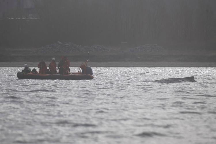 Germany Whale Rescue