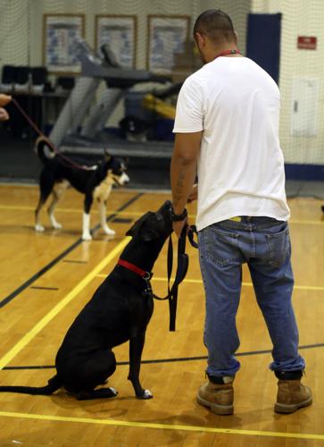 062224-cbn-news-dog-p2.jpg
